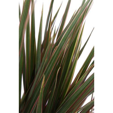 Dracaena Marginata