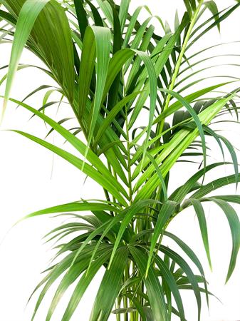 Kenzia gigante palma da interno