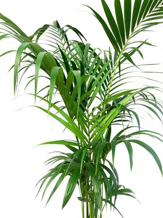 Kenzia gigante palma da interno