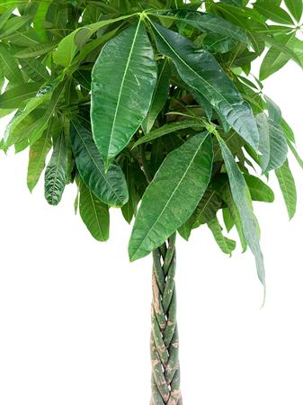 Pachira Acquatica gigante pianta portafortuna da pavimento