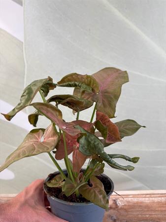 Syngonium variegato rosa