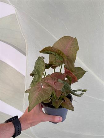 Syngonium variegato rosa