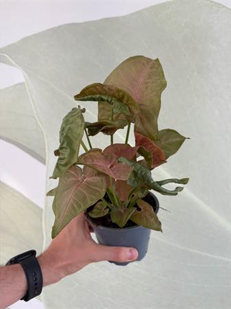 Syngonium variegato rosa