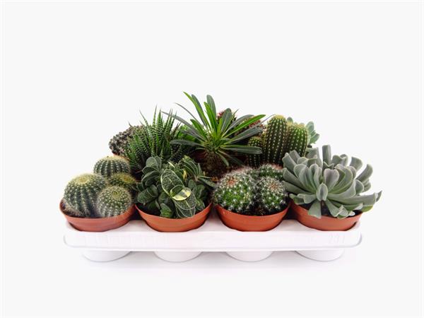 Cactus e succulente d.10,5cm