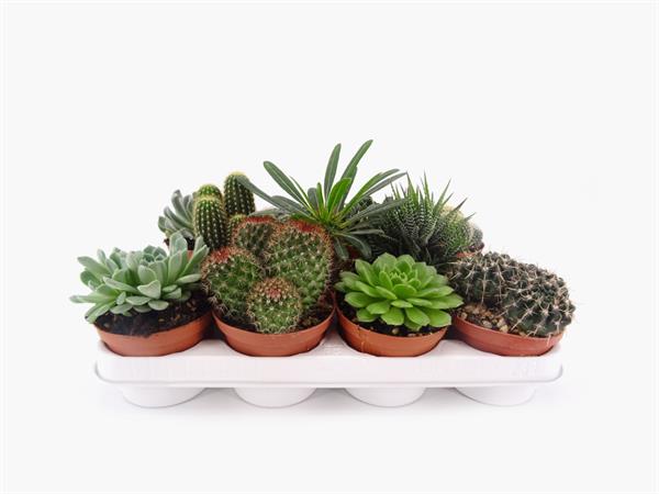 Cactus e succulente d.10,5cm