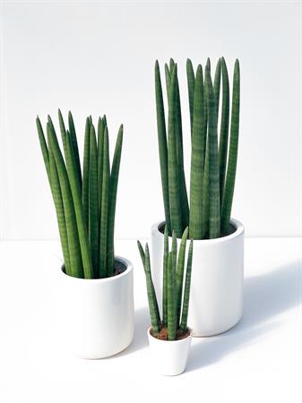 Sansevieria cilindrica set 3 piante