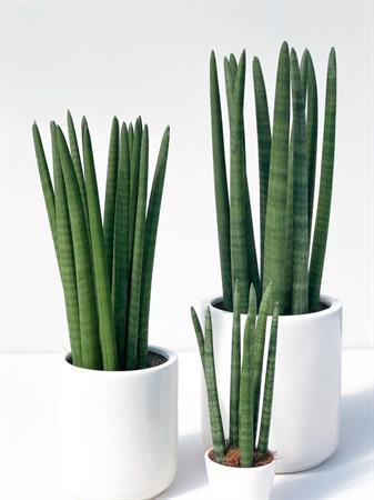 Sansevieria cilindrica set 3 piante