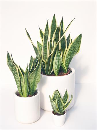 Sansevieria trifasciata set 3 piante