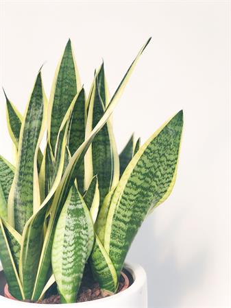 Sansevieria trifasciata set 3 piante