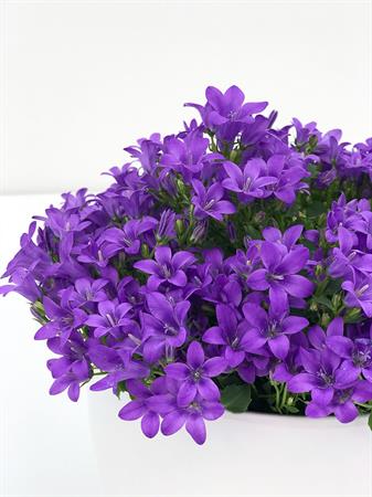 Campanula pianta fiori viola a campanella