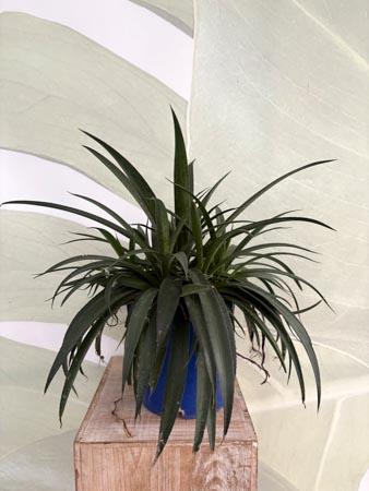 Agave pianta scenografica da esterno