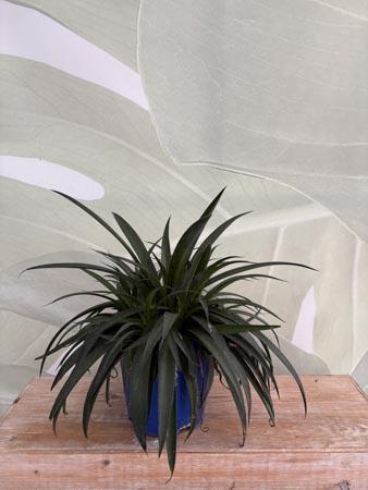 Agave pianta scenografica da esterno