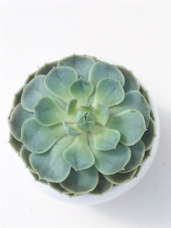 Echeveria pianta grassa che sembra un fiore
