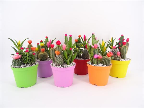 Composizione cactus colorati con fiori applicati