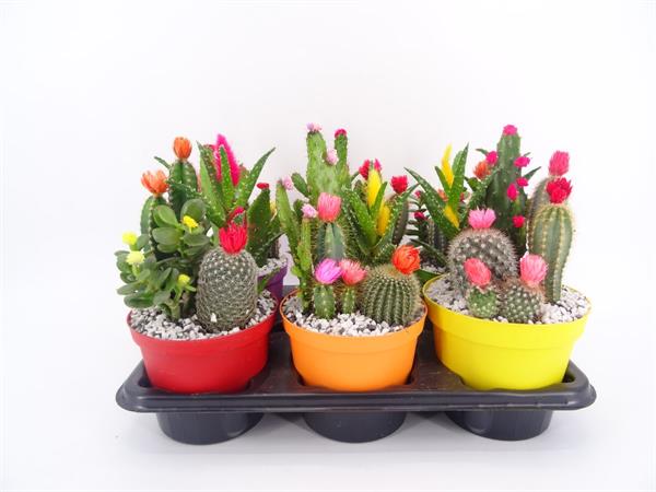 Composizione cactus colorati con fiori applicati