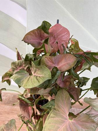 Syngonium basket variegato rosa