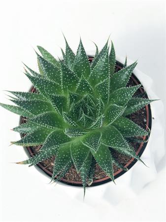 Aloe Cosmo Rocks geometrica