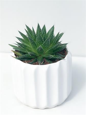 Aloe Cosmo Rocks geometrica