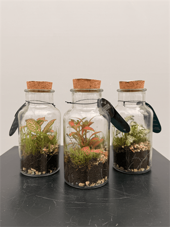 Terrarium mini