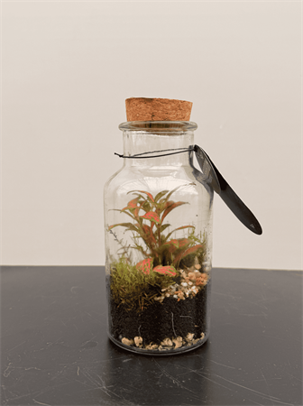 Terrarium mini