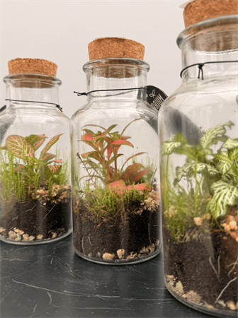 Terrarium mini