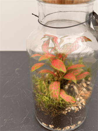 Terrarium mini