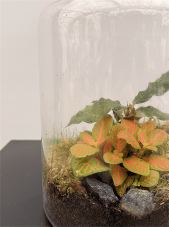 Terrarium medio