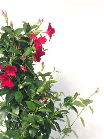 Dipladenia piramide rossa