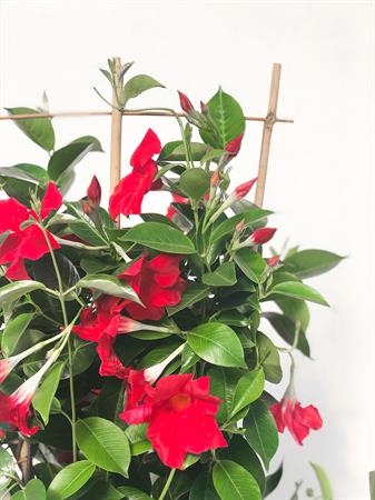 Dipladenia spalliera rossa