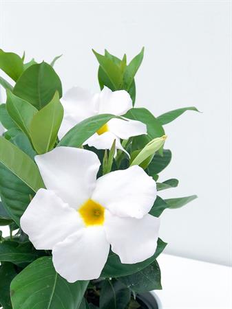 Dipladenia bianca