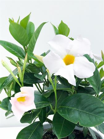 Dipladenia bianca