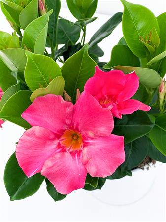 Dipladenia rosa