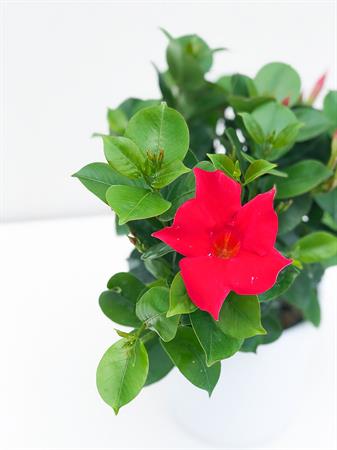 Dipladenia rossa