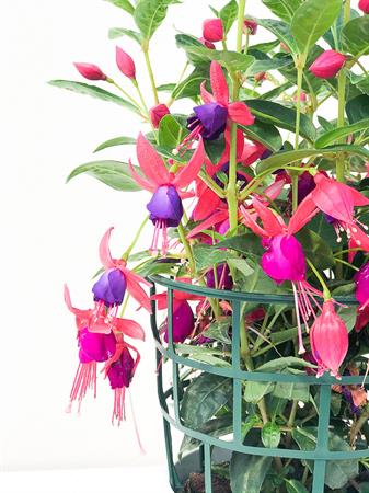 Fucsia viola