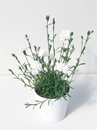 Garofanino bianco