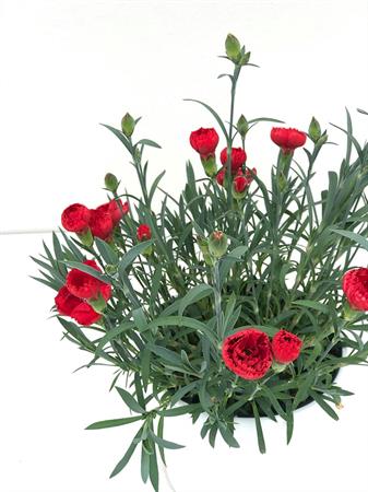 Garofanino rosso