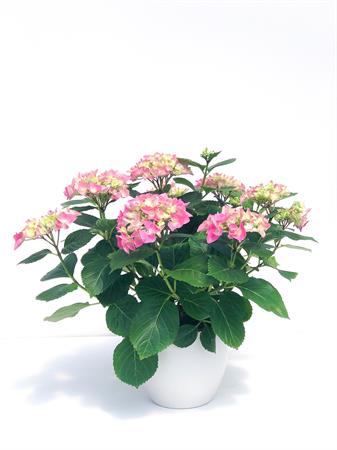 Ortensia rosa pianta fiorita