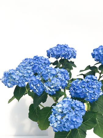Ortensia blu pianta fiori grandi