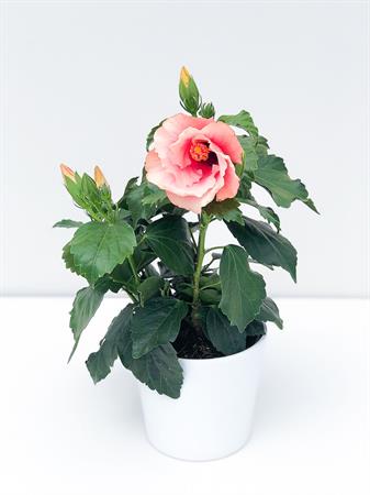 Hibiscus rosa
