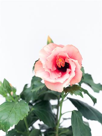Hibiscus rosa