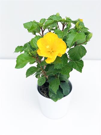 Hibiscus giallo