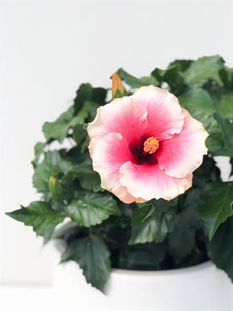 Hibiscus grande rosa