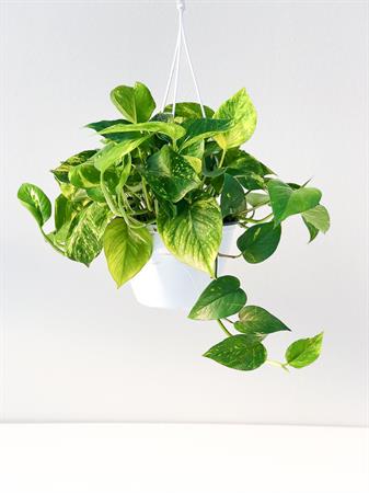 Pothos pianta ricadente in basket