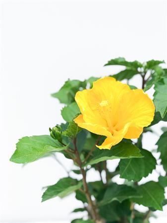Hibiscus grande giallo