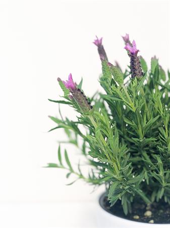 Lavanda Stoechas