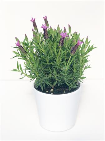 Lavanda Stoechas
