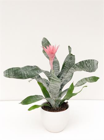 Aechmea bromelia rosa da interno