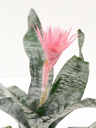 Aechmea bromelia rosa da interno