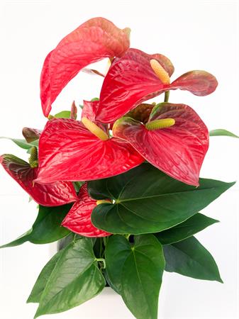 Anthurium rosso pianta fiorita interno