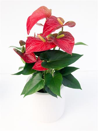 Anthurium rosso pianta fiorita interno